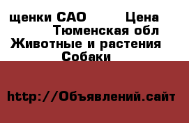 щенки САО 8000 › Цена ­ 8 000 - Тюменская обл. Животные и растения » Собаки   